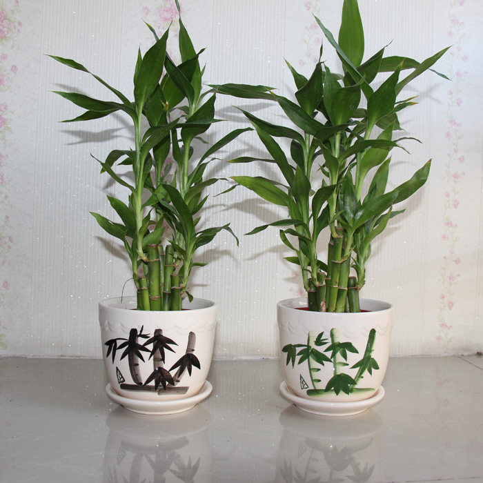 富贵竹 客厅 鸿运当头