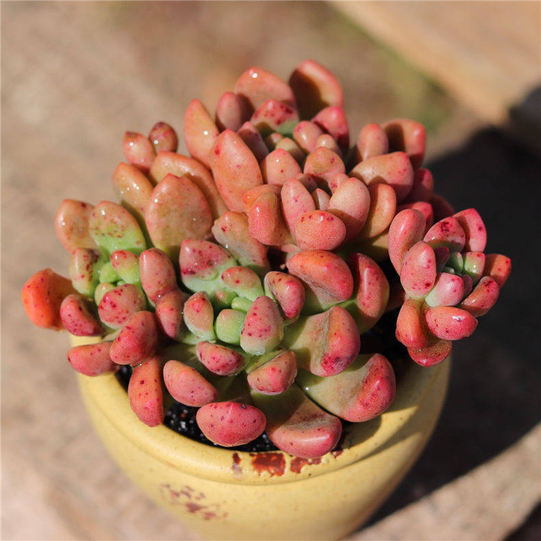 一折香奈儿58号_香奈儿多肉 香奈儿群生 状态多肉 多肉植物一物一拍