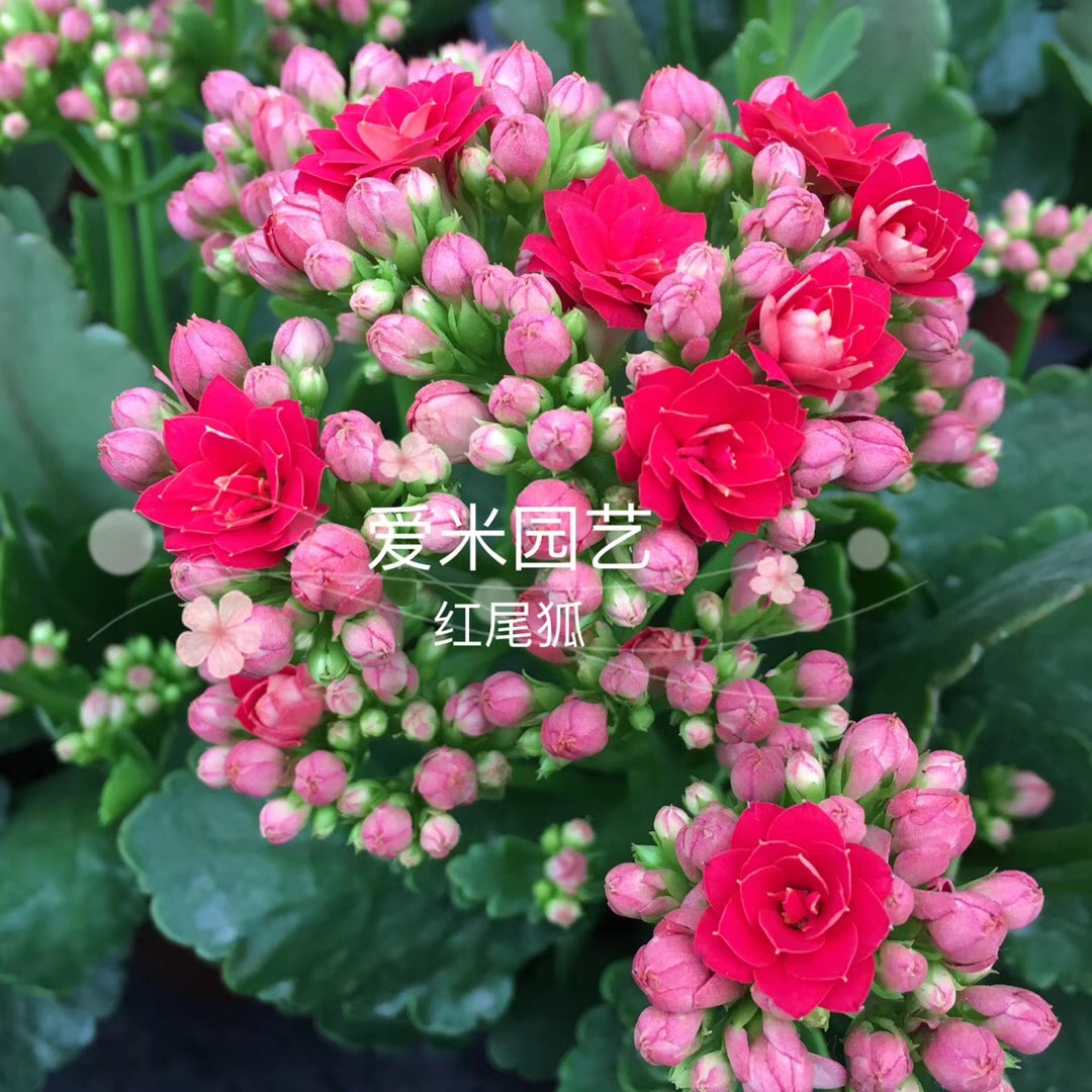 红狐狸 爱米园艺长寿花重瓣盆栽绿植开花花卉带花苞发货狂欢