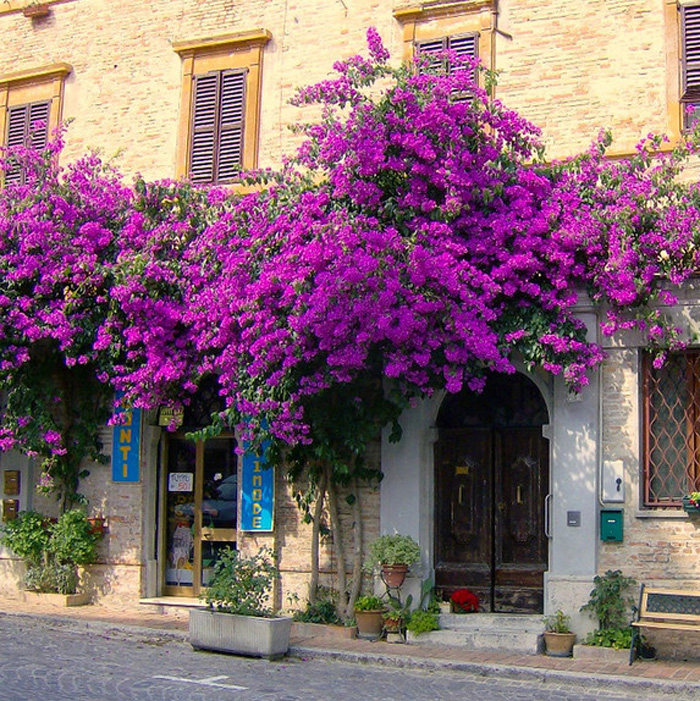 三叶梅_盆栽地栽三角梅树苗庭院攀援植物花卉绿植重瓣大苗三叶三角梅