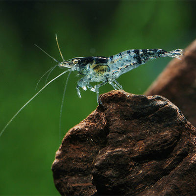 台湾进口黑蓝琉璃虾米虾宠物活体虾草缸宠物虾观赏虾工具虾_双氙车灯