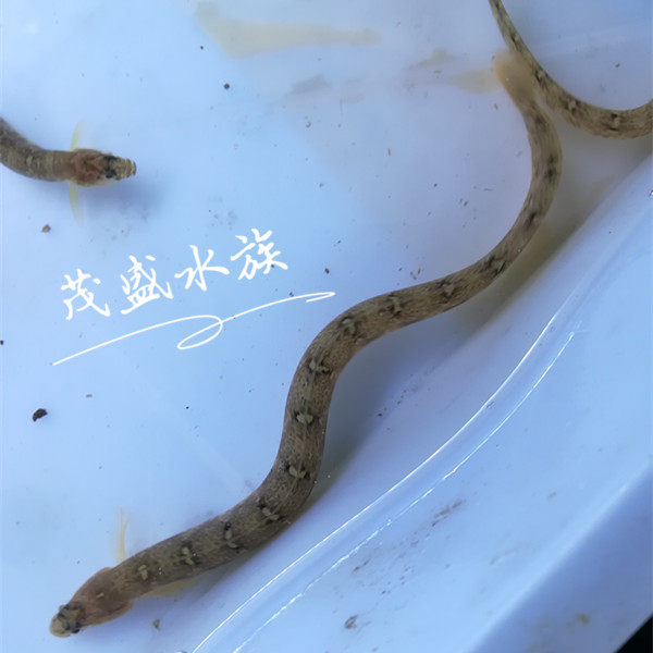 观赏鱼活体 好养_云鳚 海水观赏鱼 闯缸鱼 海泥鳅 皮实好养 海水生物