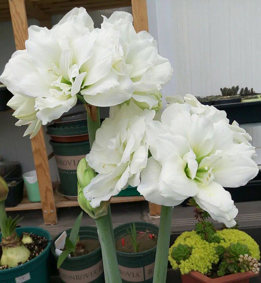 阿骨道_荷兰花园艺 2019新球【现货】荷兰进口朱顶红种球 多花 阿弗雷