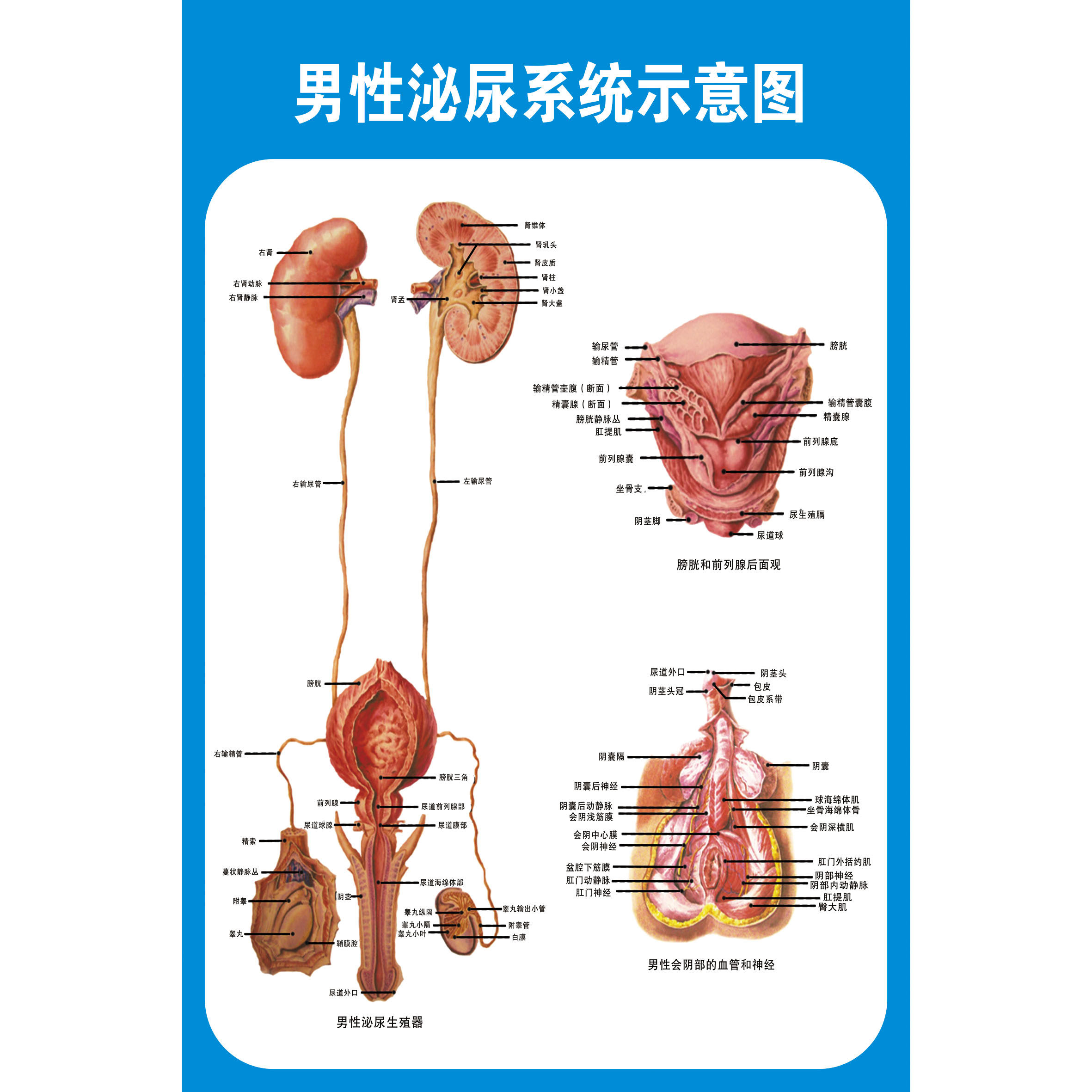 医院男性泌尿生殖器解剖知识挂图画 男性泌尿生殖系统解剖学挂图