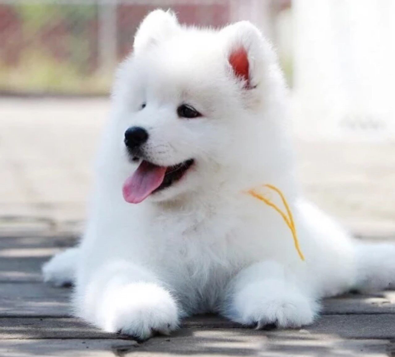 萨摩耶幼犬纯种 活体