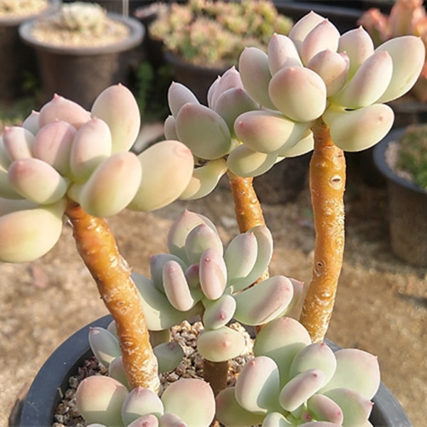 老桩群生一物一拍多肉植物 精品贵货超萌可爱 三日月美人多肉