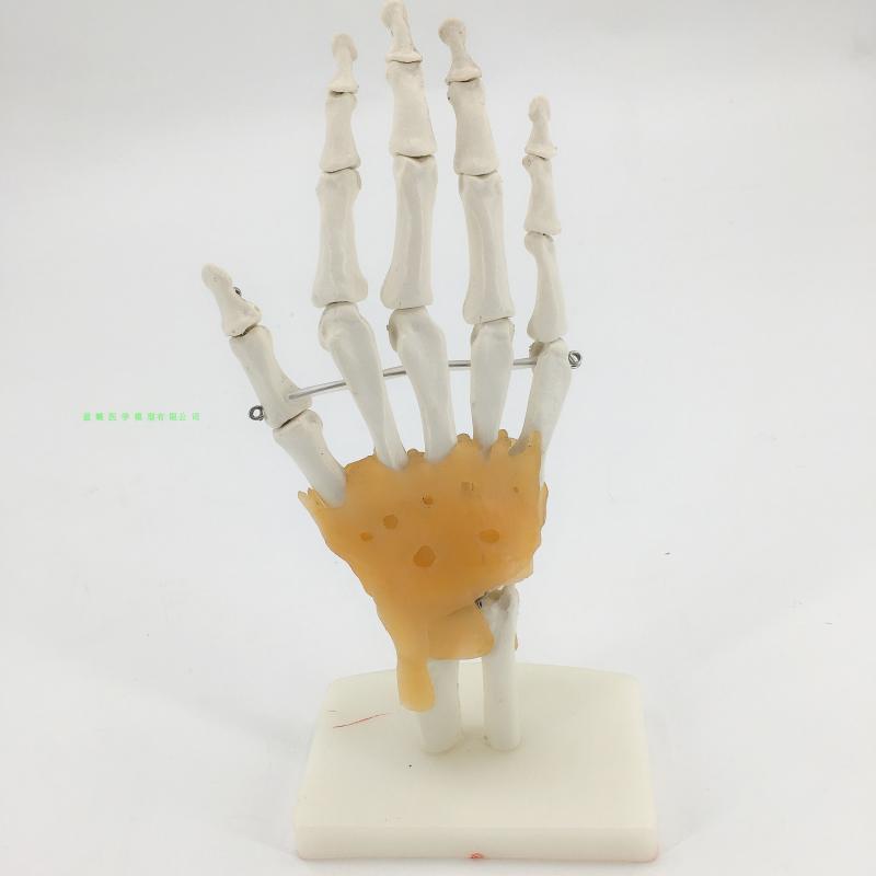 手骨模型手关节模型手骨带韧带手部手掌骨骼结构造模型腕关节结构