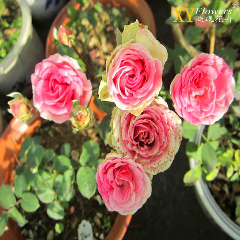 欧月藤本灌木小伊甸园月季大花微月藤灌小伊扦插小中大苗丰勤多花_7折