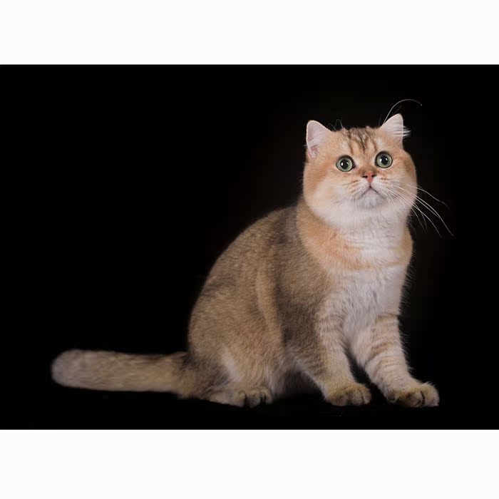 猫咪活体 英短_*小夕猫舍* 英短金渐层 猫咪活体