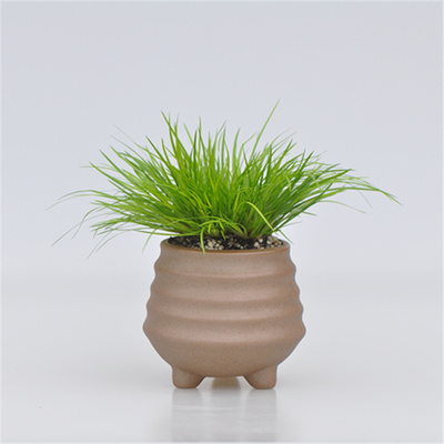 金钱菖蒲矮种苗黄金姬虎须香苗极姬贵船苔室内小盆景水培多肉植物