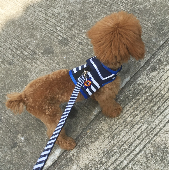 狗狗牵引绳 泰迪 公主