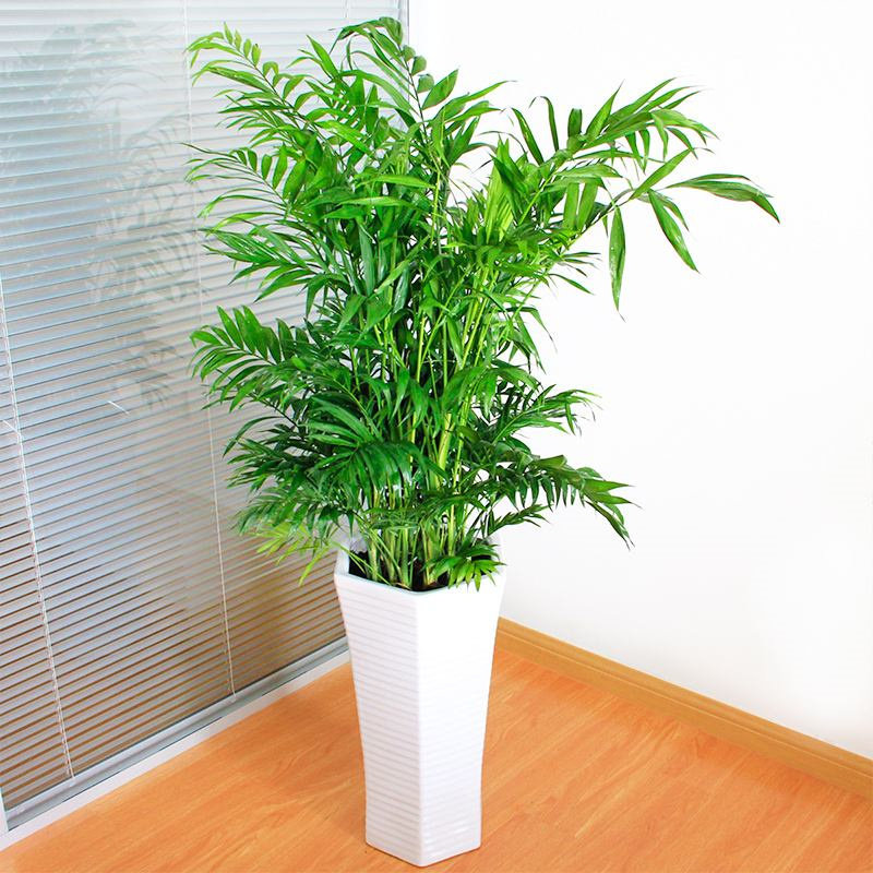 大植物盆栽 绿植客厅_散尾葵盆栽室内大型植物凤尾竹客厅夏威夷绿植