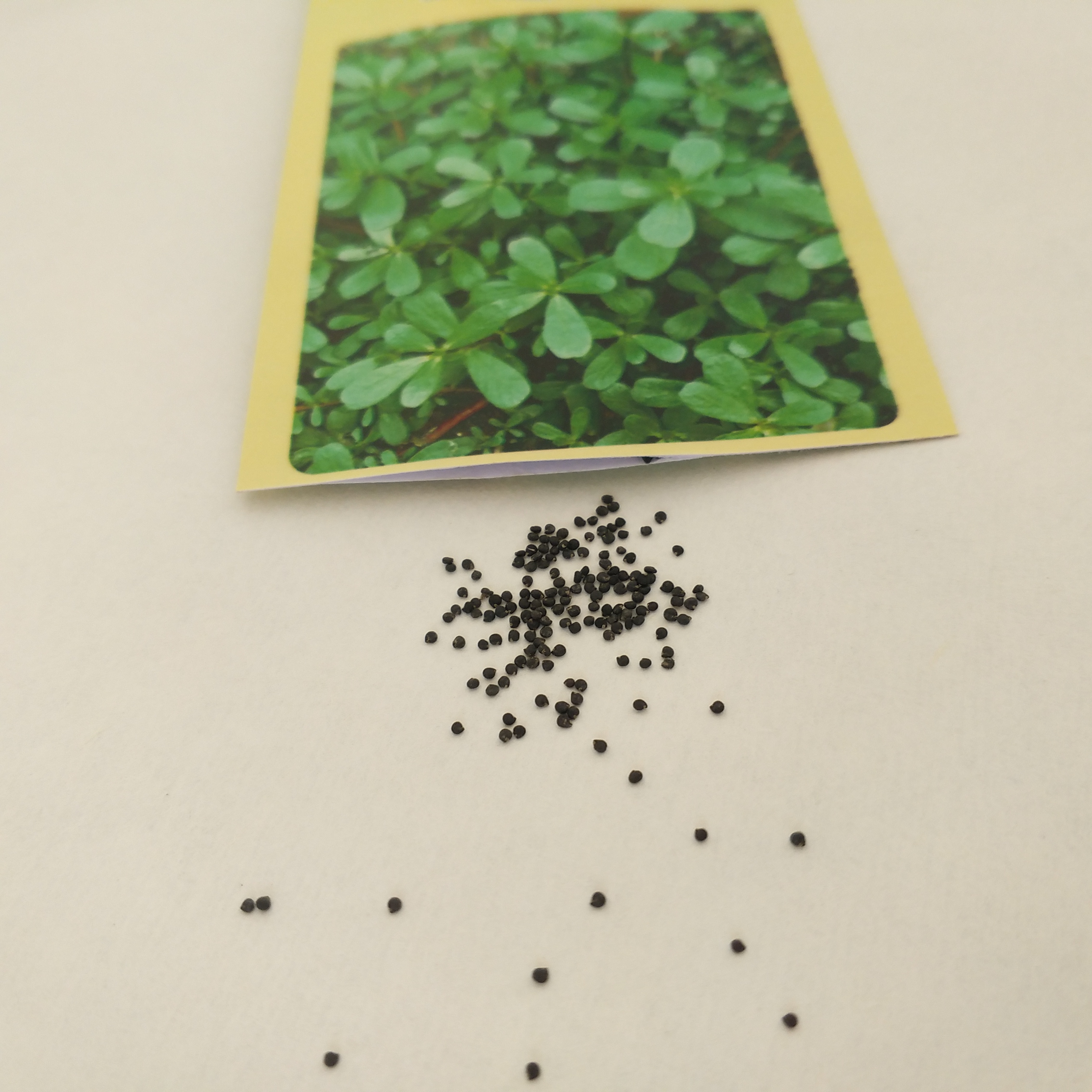 野生马齿苋种子冬季播菜园四季阳台盆栽植物蔬菜苗小青菜蚂蚱菜籽