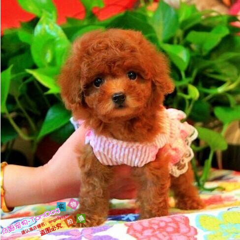 特价宠物狗泰迪幼犬出售纯种