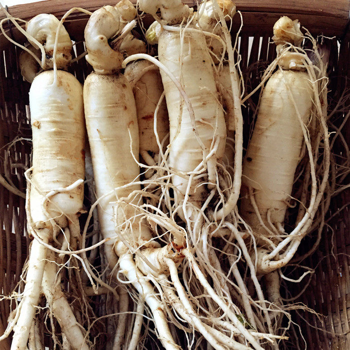 特价纯露瓶_春木家 人参纯露250ml 新鲜6年参蒸馏 亮肤滋润 2瓶包邮