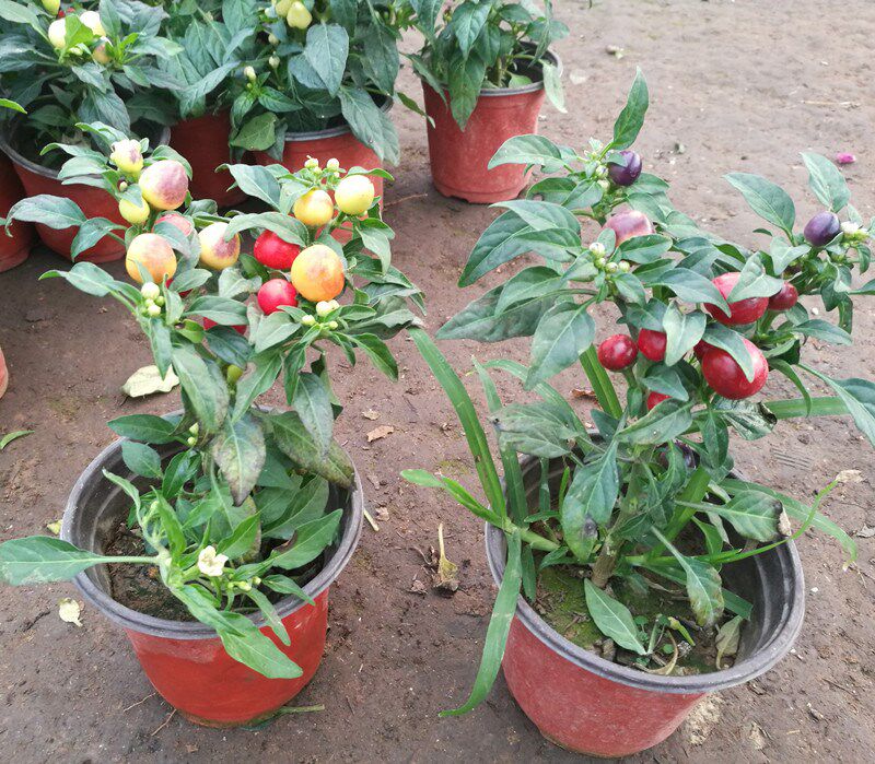 热销七彩椒辣椒苗_五彩椒盆栽苗 观赏椒七彩椒食用阳台盆栽辣椒【成品