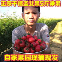 嫦娥奔月苹果与安卓能联机玩的游戏捞稻草险要如意酷宝之奇异狗计生员