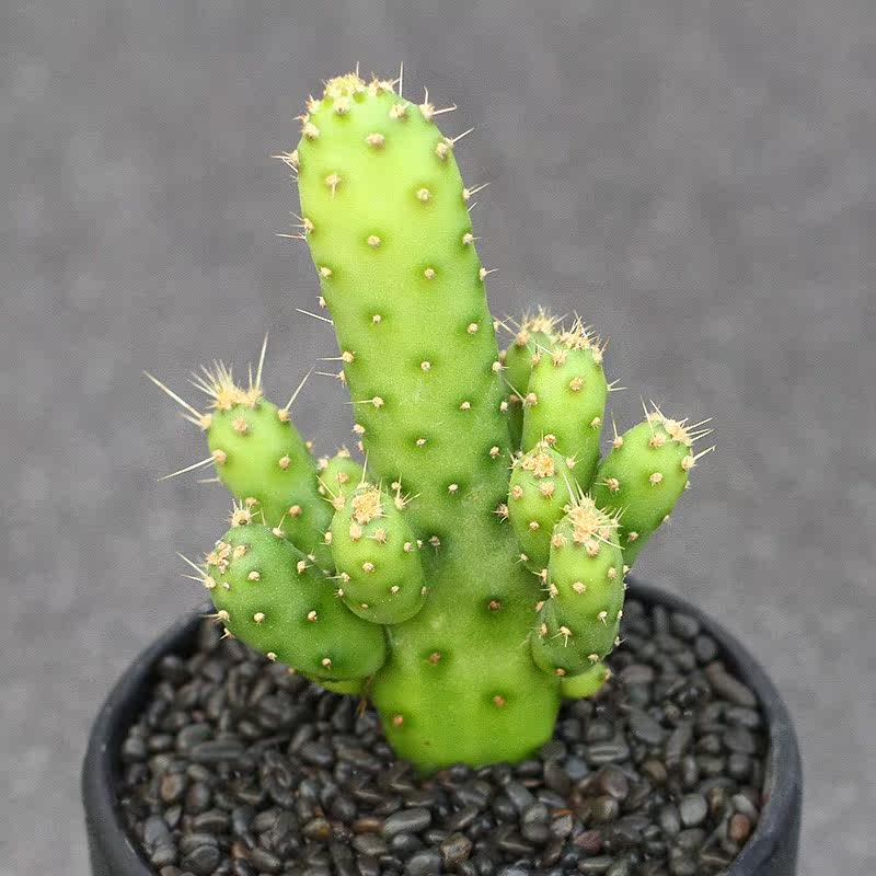 一折团扇仙人掌_植物员外 青扇群生 团扇仙人掌沙生防辐射多肉植物