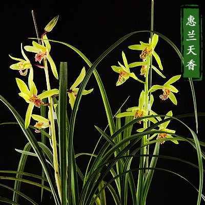 惠兰天香兰花苗带花苞浓香室内名贵盆栽花卉正品好养熟草春节开花