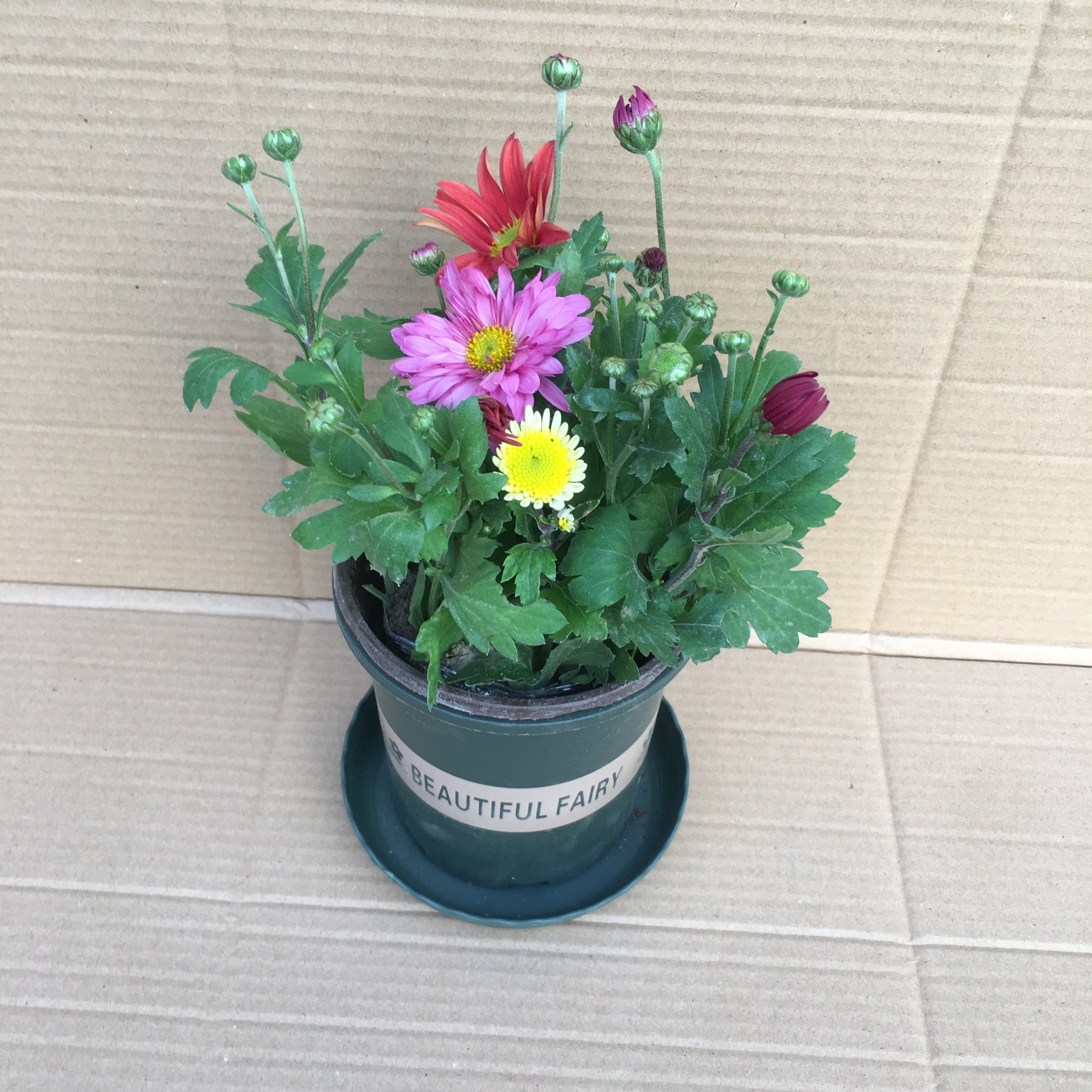混色小菊花苗荷兰四季开花盆栽植物带花苞室内绿植阳台花卉庭院