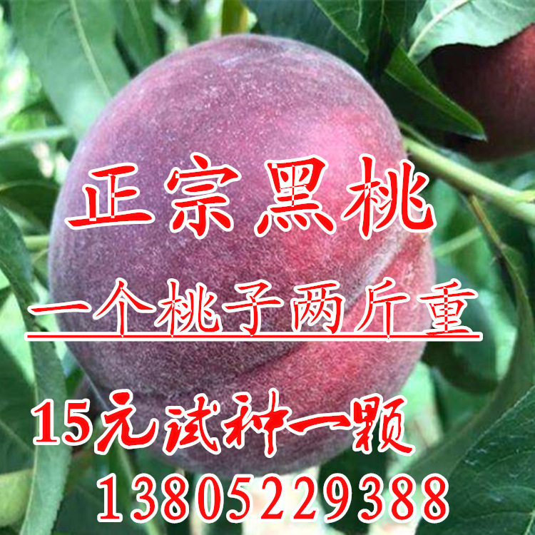 桃桃_桃树新品种果树苗中华黑桃王桃树苗地栽黑桃皇后树苗嫁接当年