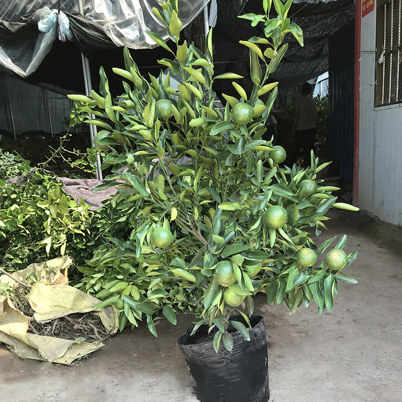 血橙树苗_橙子树苗盆栽地栽果树苗木冰糖血橙苗橘子苗当年结果南方