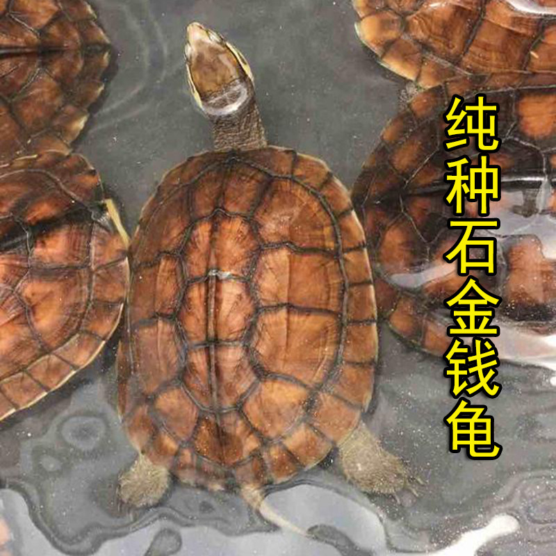 乌龟活体 招财_越南石金钱龟苗纯种石龟黄喉龟苗金钱小乌龟活体宠物