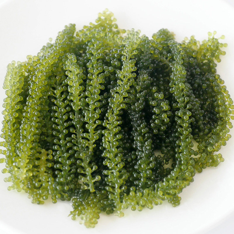 鱼臻多海葡萄即食海洋蔬菜新鲜海藻绿色鱼子100g寿司海藻凉拌菜