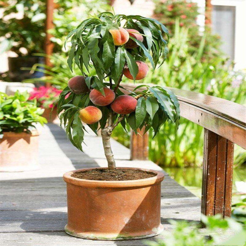 桃花树苗_寿心桃观赏桃花盆栽地栽重瓣盆景辟邪碧桃树苗盆景桃南北方