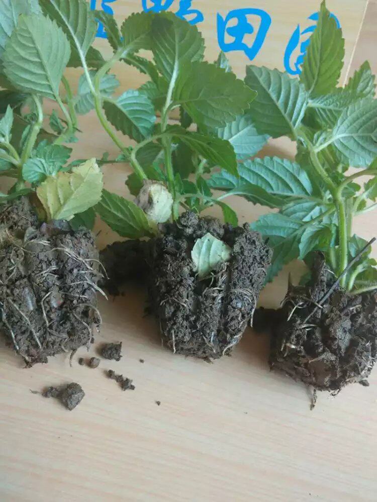 包邮仙草苗 凉粉草苗 仙人草苗 烧仙草盆栽仙人冻 王老吉凉茶原料