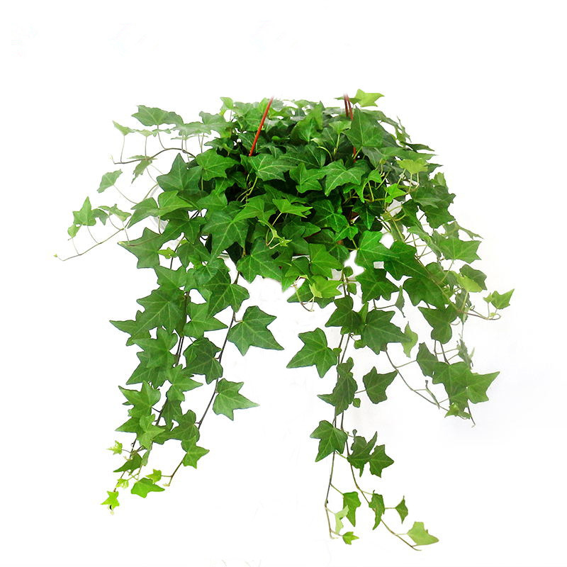 常青藤室内桌面吊兰盆栽常春藤绿植除苯净化空气吸甲醛金边常青藤