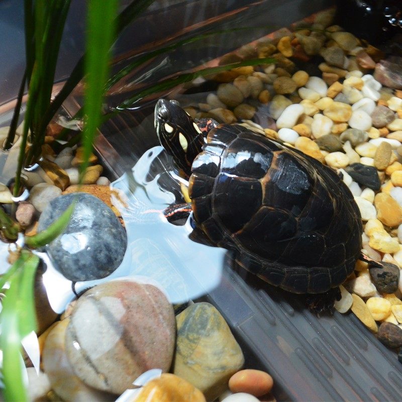 特价水陆缸_小乌带晒台水陆缸玻璃缸小型中型养养乌龟专用缸乌龟缸