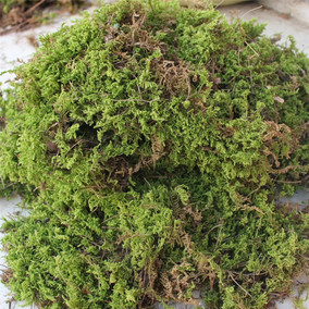 批发 干水苔藓 苔藓 水苔 青苔 盆景装饰造景干水苔藓 保湿吸水