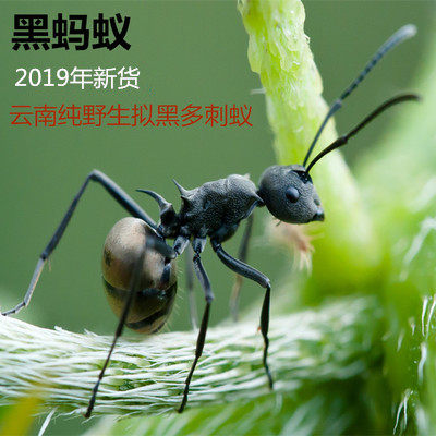 热销德国黑蚂蚁_云南野生黑蚂蚁 黑蚂蚁干 新货正品 免费打黑蚂蚁粉