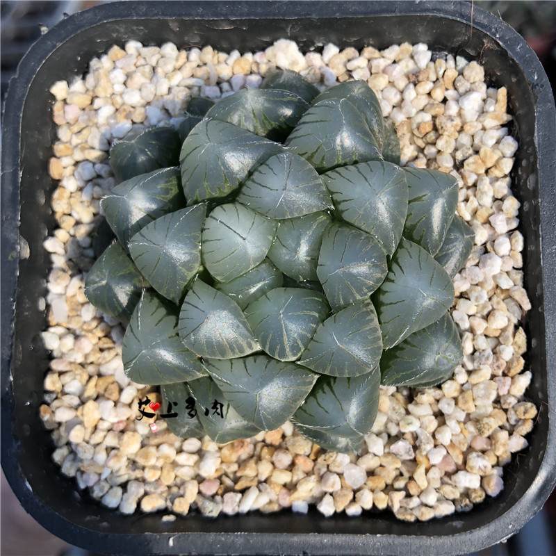 热销玉露多肉植物包邮_艾上多肉 蓝镜玉露 特大蓝镜十二卷玉露多肉