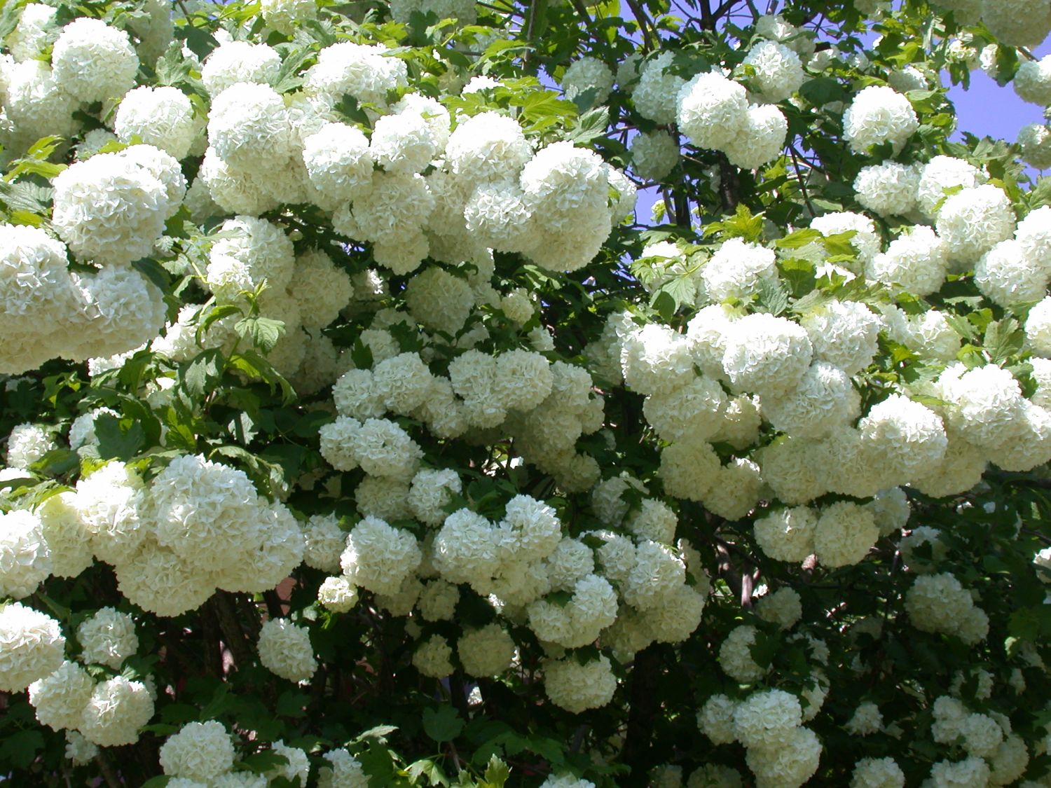 秋已落叶[1加仑盆栽苗]雪球荚迷 viburnum opulus 1年苗