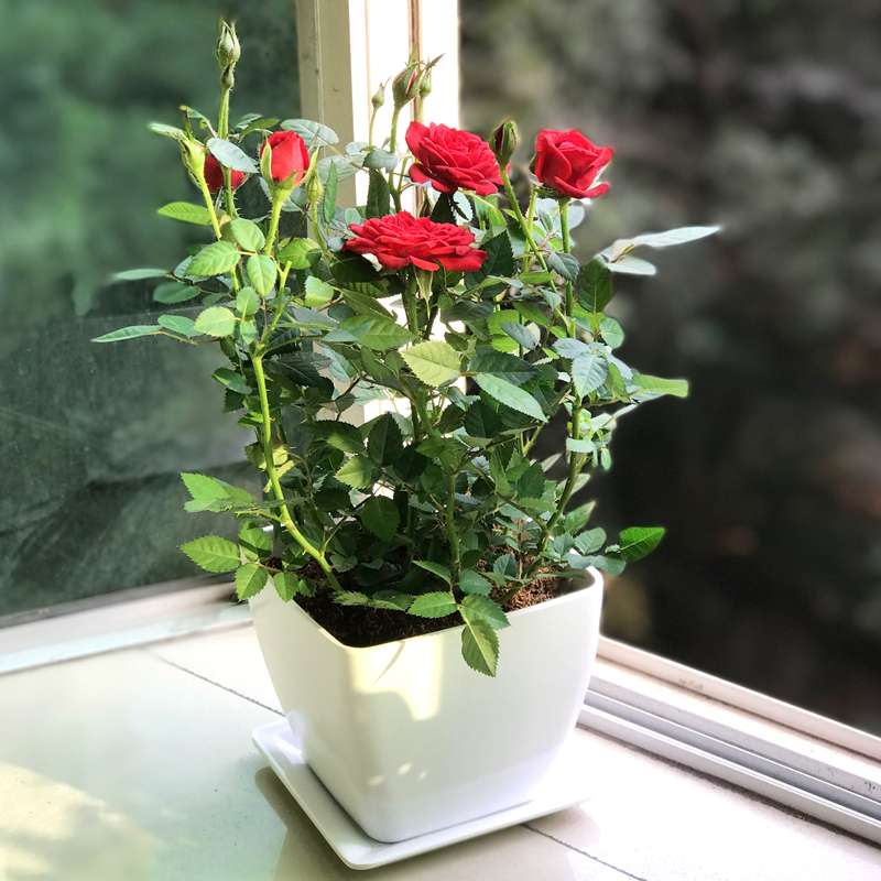 月季花苗 盆栽_月季花盆栽花卉植物盆景玫瑰花苗带盆带花苞室内绿植