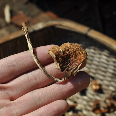 17年新货东北特产野生针蘑 臻蘑 小鸡炖蘑菇 500g包邮