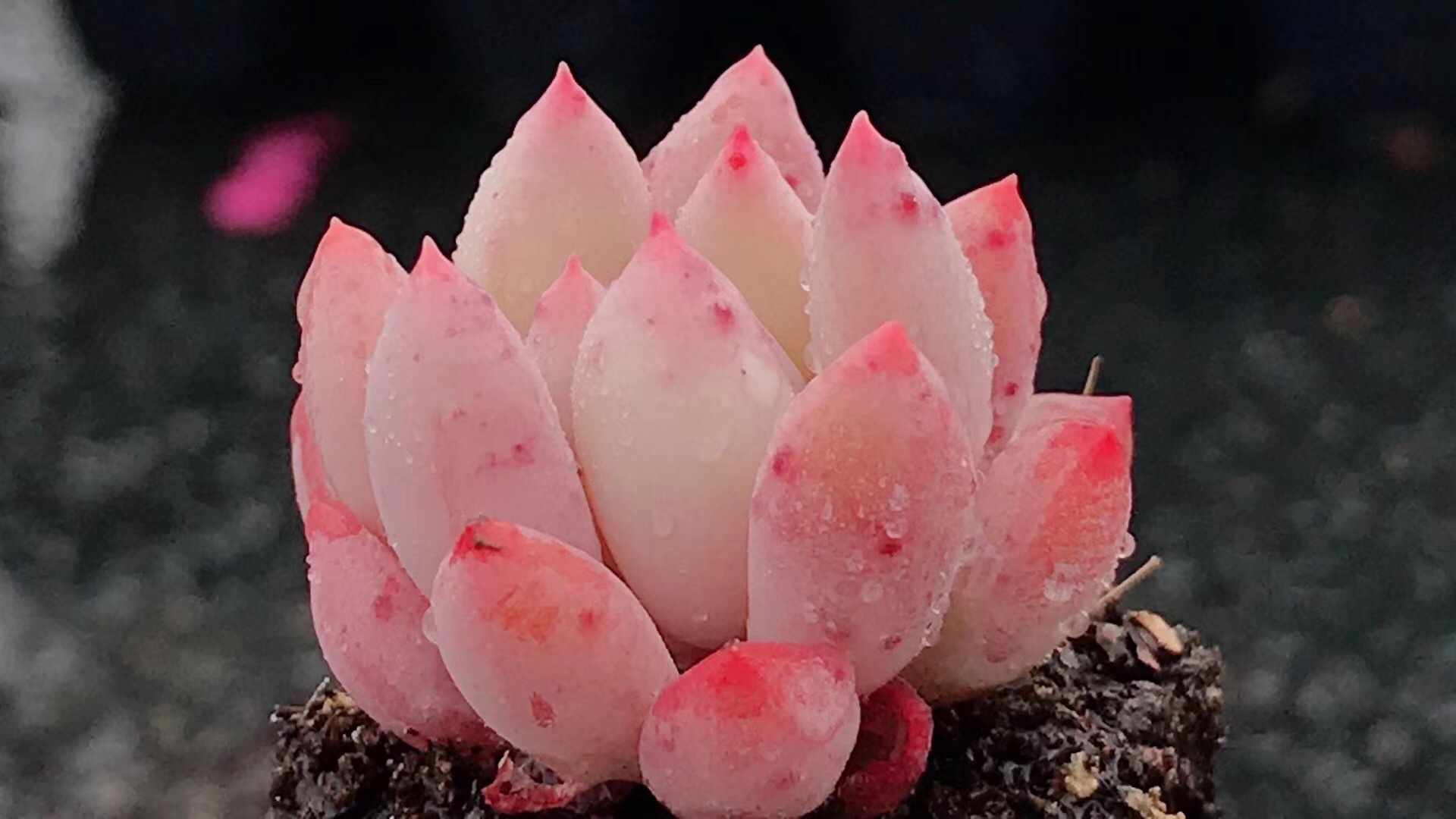 多肉植物叶插趣_叶插趣 403 所罗门叶片叶子 多肉 多肉植物 婴儿手指