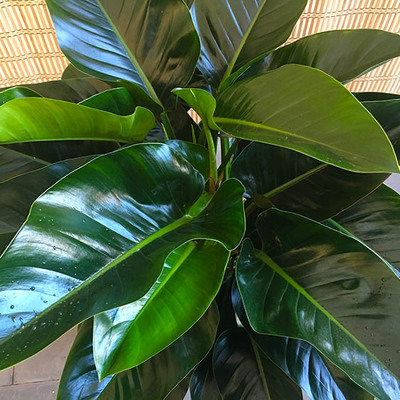 大金钻大叶子植物吸甲醛室内盆栽好养好看绿植送礼观叶植物