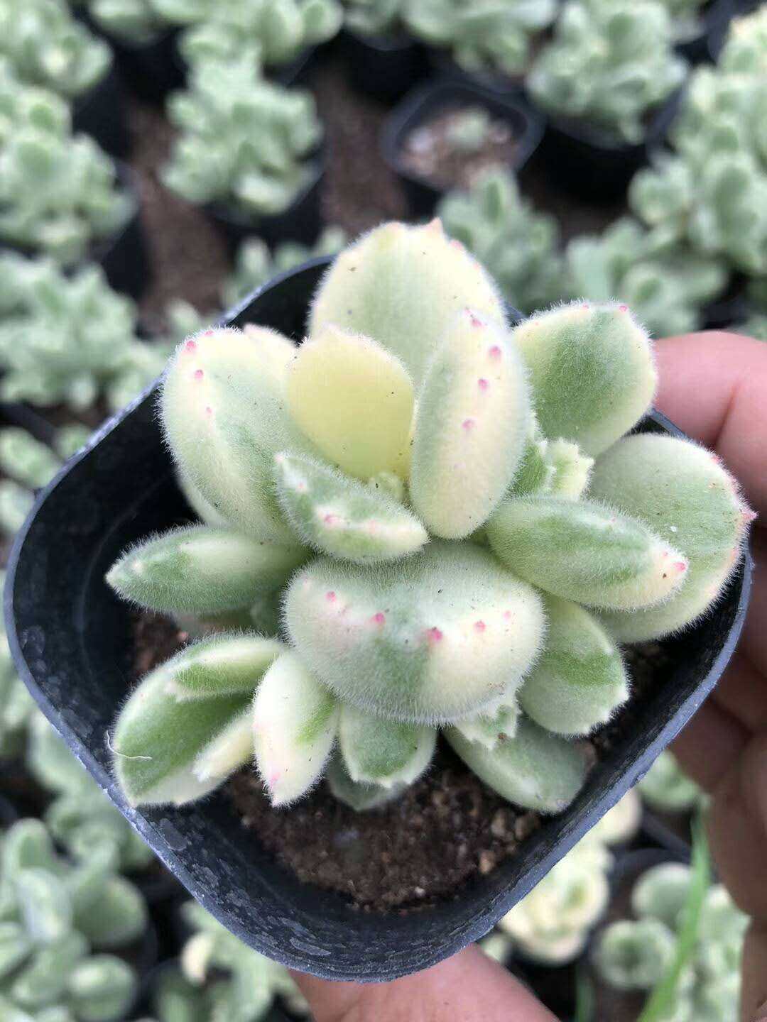 白熊多肉一物一拍_熊童子白锦多肉植物白熊单头多头群生老桩锦化肉肉