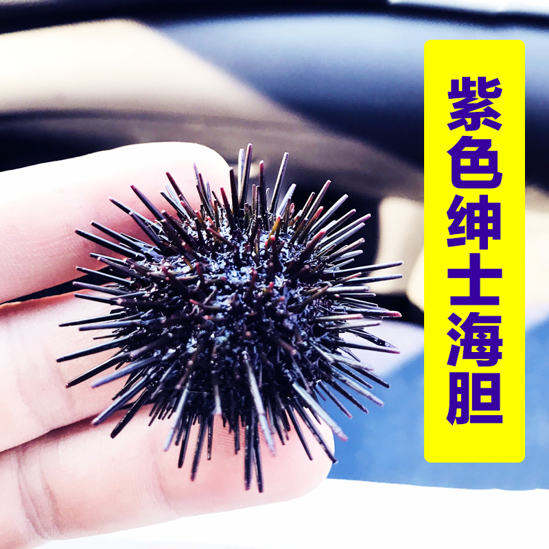 观赏海胆活体蓝礼服海胆红毛 吃藻食藻海胆海缸海水观赏鱼活体