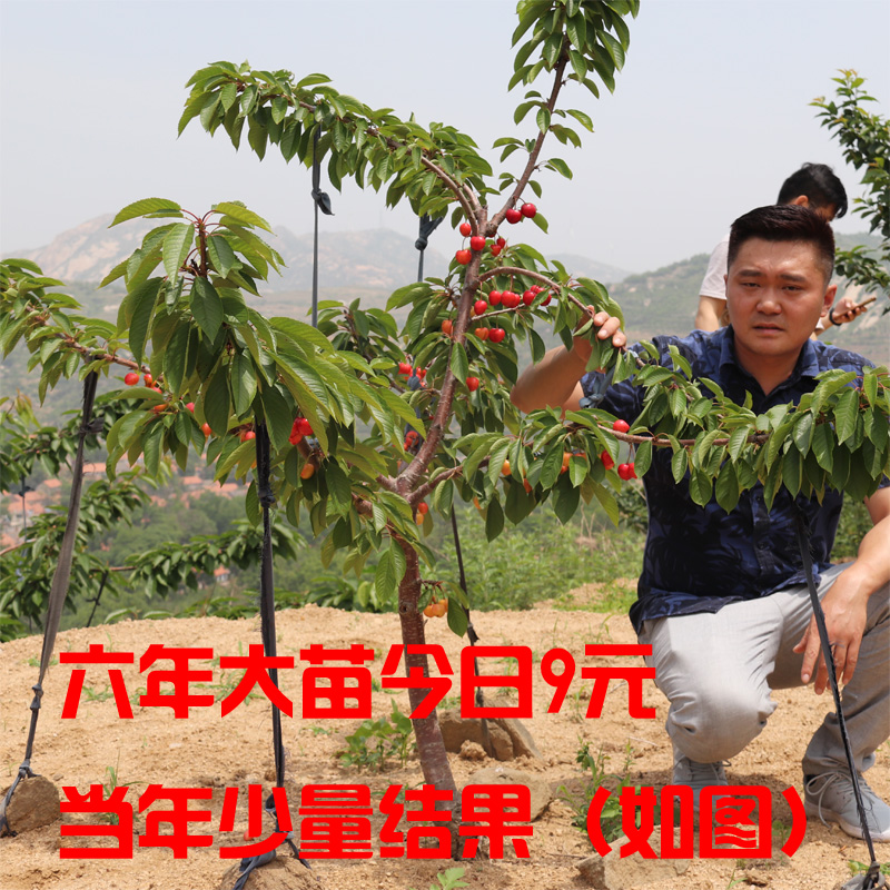果树苗 南方种_大樱桃嫁接树苗南方种植当年结果庭院地载果树车厘子