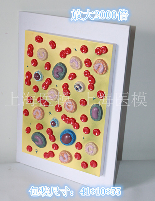 医信/mdcd 人体血细胞模型 红细胞 白细胞 血液细胞组成 细胞结构