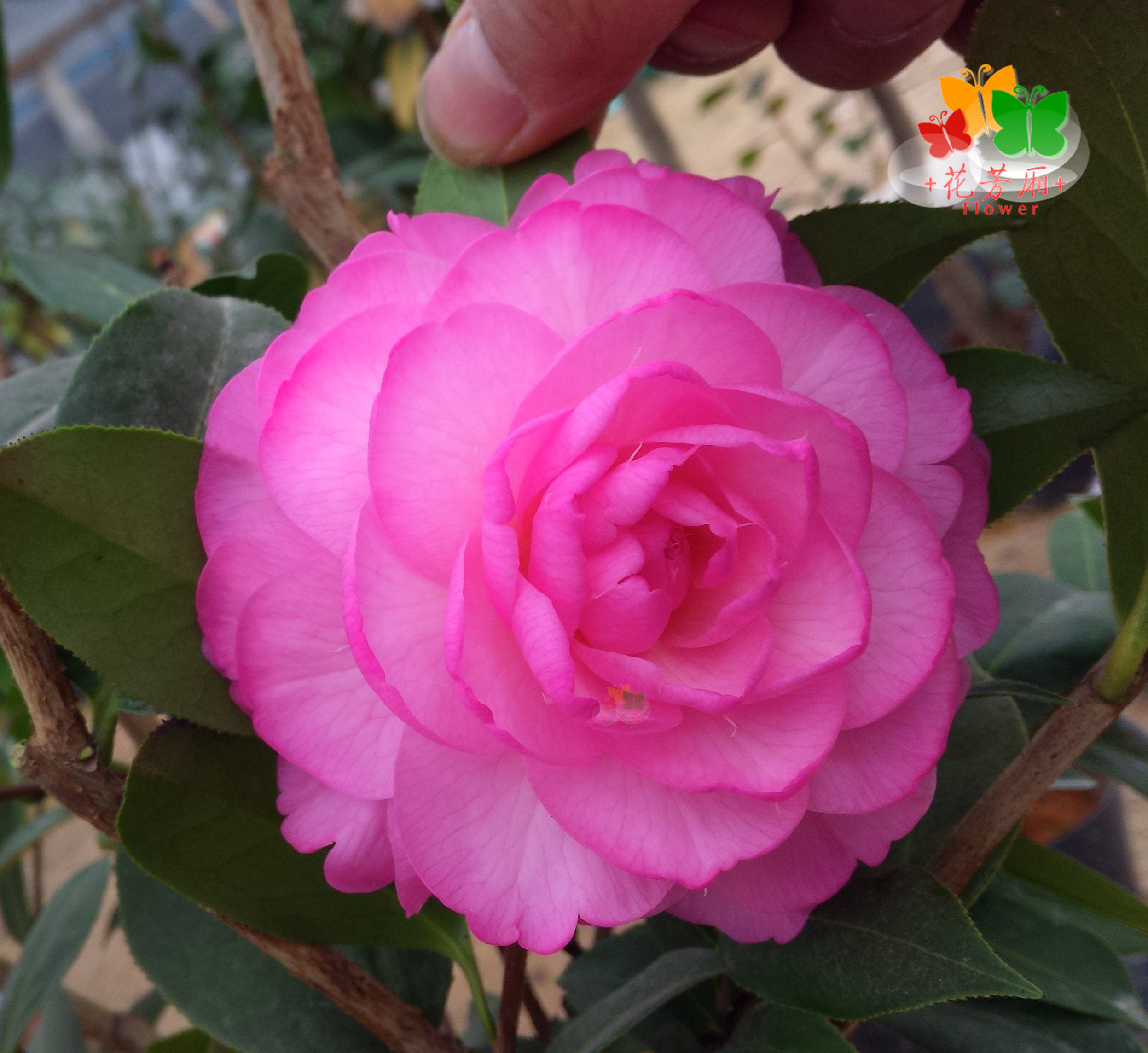 美兰仙_珍品茶花【美兰】 天台阳台窗台庭院盆栽花卉绿植茶花优惠券