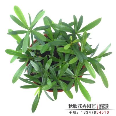 迷你小植物防辐射净化空气吸收二氧化硫珍珠罗汉松树苗小苗