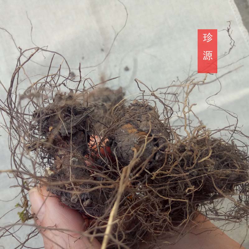 野生药材 铁菱角 铁棱角三七 铁钉角 野生 香茶菜根 溪黄草根新品
