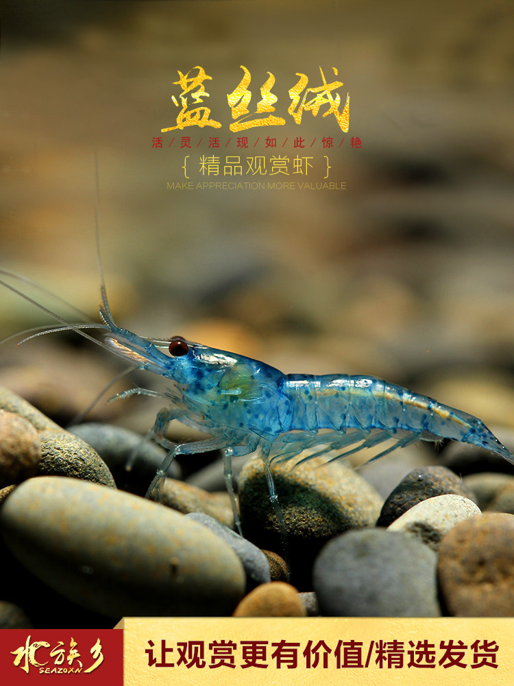 [水族乡]蓝丝绒虾 热带淡水观赏宠物蓝宝石活体除藻工具水晶米虾 ￥5.