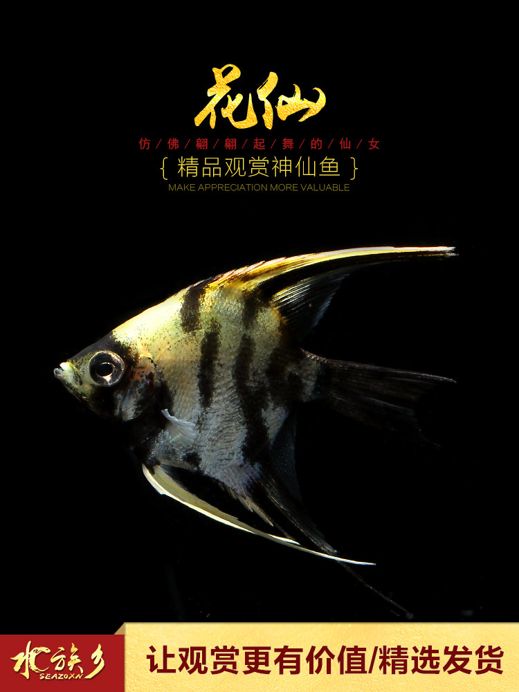 淡水草缸造景观赏神仙燕鱼苗热带宠物活体鸳鸯鱼苗优惠券