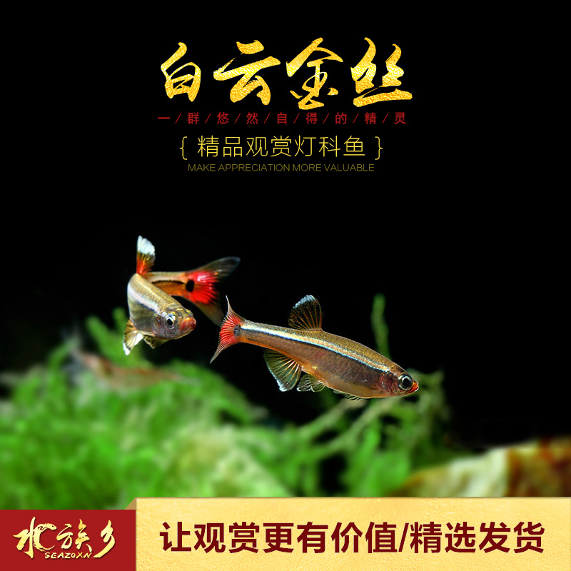 [水族乡]白云金丝 冷水鱼灯科鱼观赏鱼原生鱼喜群游新手懒人唐鱼